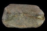 Large, Hadrosaur Phalange - Alberta (Disposition #-) #134459-3